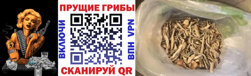 Псилоцибиновые грибы MAGIC MUSHROOMS  Купить закладки  Щёкино 